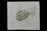 Dalmanites Trilobite Fossil - New York #147289-1
